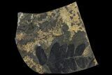 Pennsylvanian Fern (Neuropteris) Fossil - Kinney Quarry, NM #80512-1